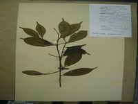 Herbarium sample